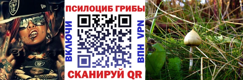 ссылка на мегу tor  Полесск  Псилоцибиновые грибы мицелий 